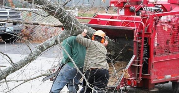 Baber's "Honest John" Tree Service