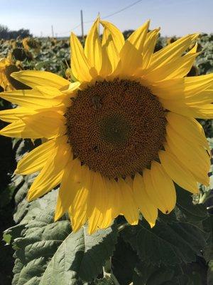 Sunflower field