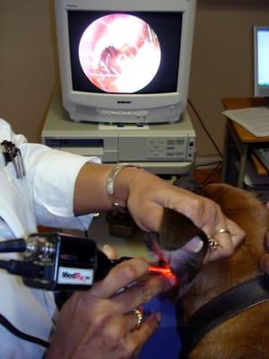 Ear exam - video otoscope