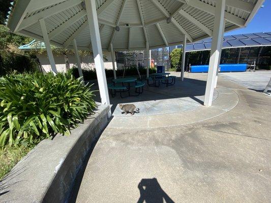 Pool cat