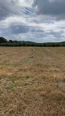 A field in between two apple tree patches