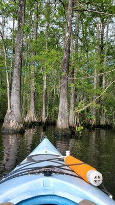 Paddling in the Cypress Trees