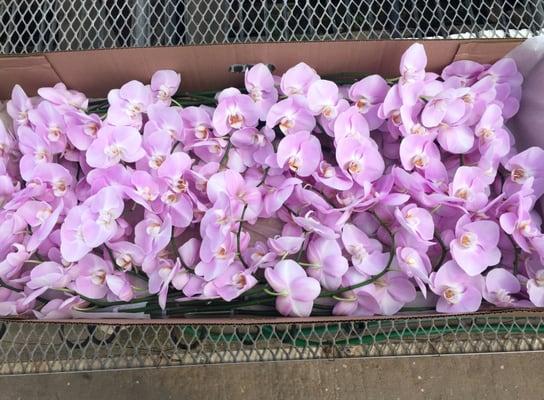 cut orchids