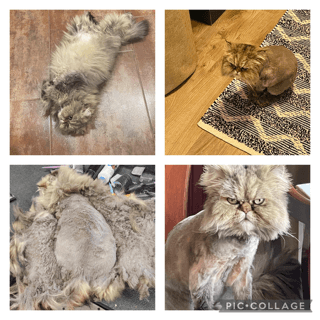 Before, during and after shots of my cat who was shorn to his skin as is visible from the last picture.