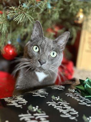 Christmas Cat.