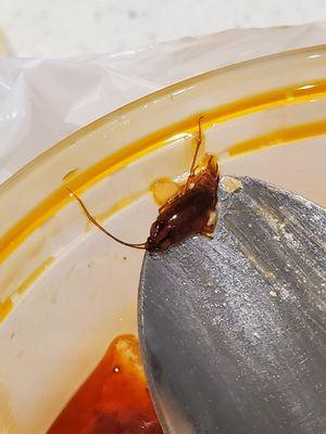 Roach in my food, you can clearly see the stripes down the back.