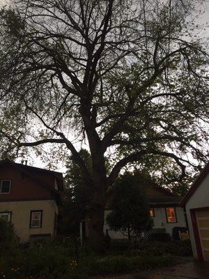 Losing an old beautiful tree, use the experts