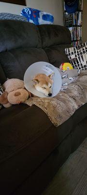 Zoey resting well after getting spayed.