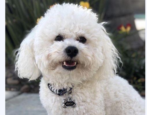 Buck - my boy Bichon