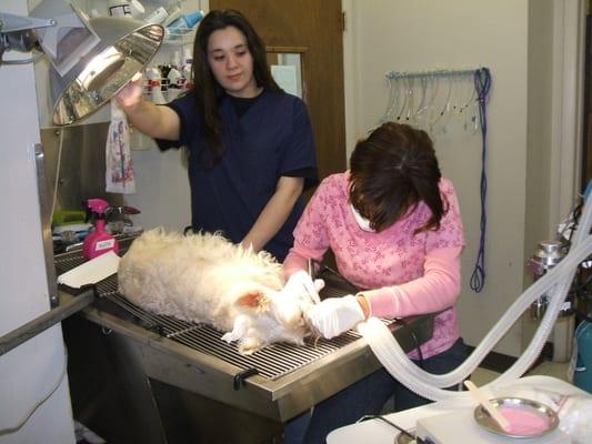 Janil doing a dental cleaning, Vanessa looking on