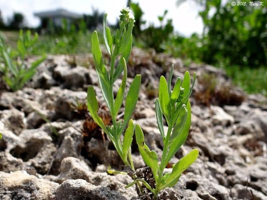 A plant, with the home in the background.