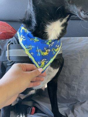 Bandana they gave my pup