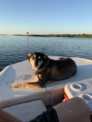 Trixie loves the water