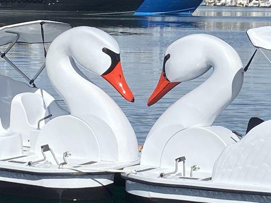 Love Swan Pedal Boats