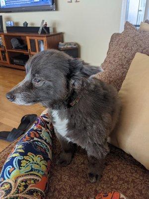 My poor shaved long haired dachshund. every time I look at him I just apologize and give him a hug and tell him it's okay.