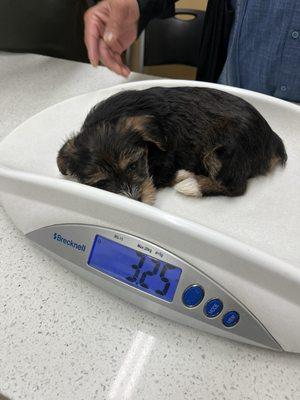 Dog weighing at 7 weeks