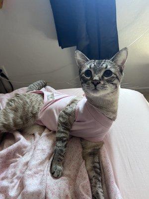 Kitty Mew a couple post surgery