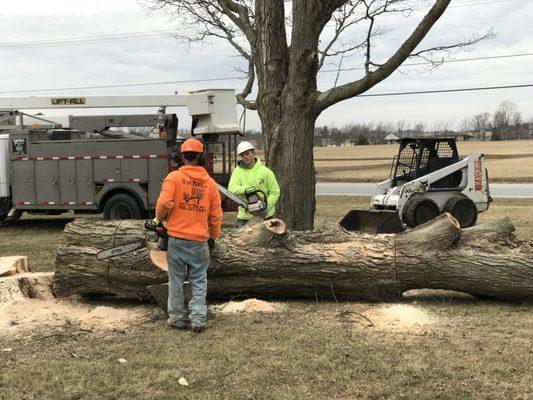 Tree removal