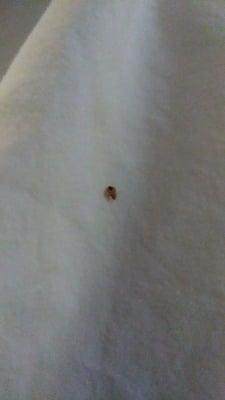 another bed bug