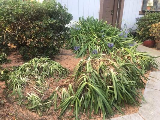 Arborwell was hired by our HOA to cut down a tree near our house. They absolutely demolished the bushes in front of our house :(