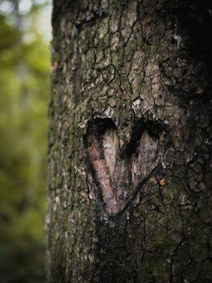 Heart carved on one of the trees