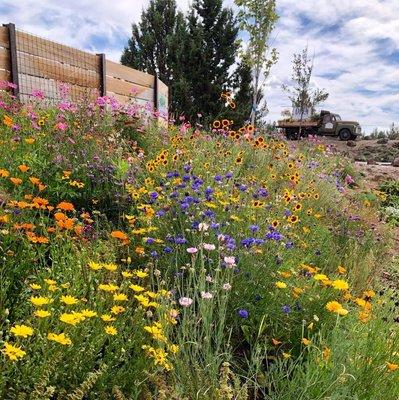 Schilling's Wildflower Mix along our front entrance.