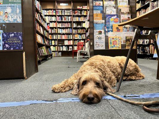 Willow relaxing while his mommy reads.