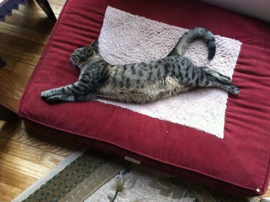 Rolf, the shop cat. In a relaxing moment, at home. I think that he's dreaming of flying.