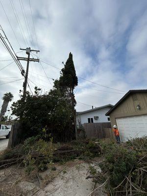 Cypress tree removal near cables