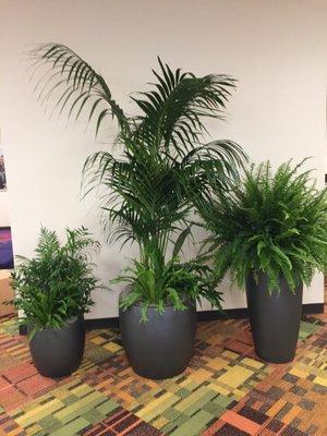 Workplace live plant design