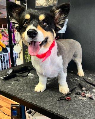 Summer shave for a corgi