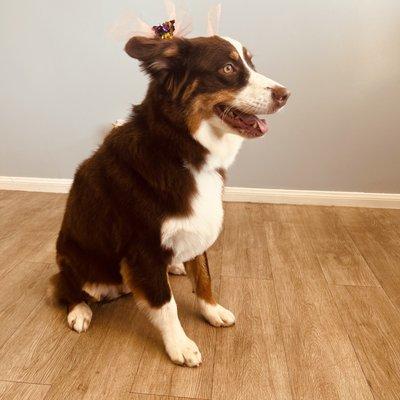 First time cut my Australian Shepherd