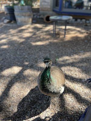 Shirley the peacock