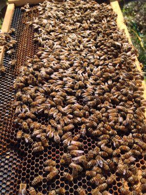 A prolific frame from one of our local beehives filled with Brood for the workers!