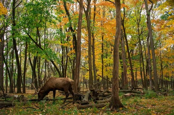 elk grazing some more