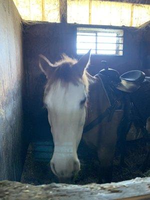 Let me introduce you to Rain who I had the privilege riding through the beautiful hills of fall colors of Holland!