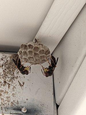 Rob was able to capture a close up photo of 2 Umbrella Wasps preparing to store snacks in the cell's of the nest for their larvae to consume