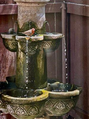 Finch on a fountain