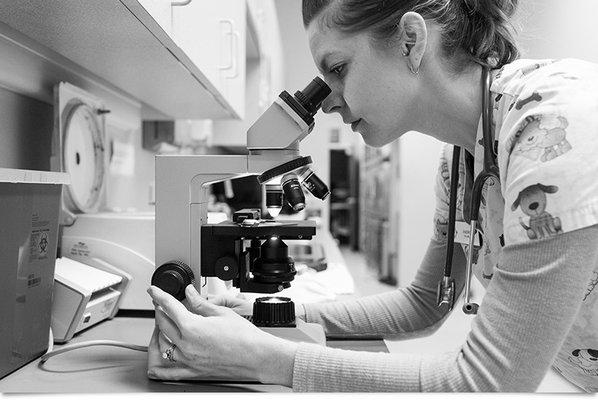 One of our technicians, examining a slide in the laboratory