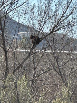 Bobcat in the tree