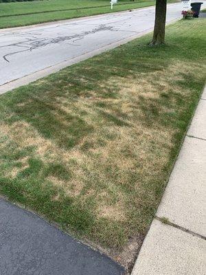 The area left of the tree is where TruGreen sprayed. The grass died and turned brown within hours of being sprayed.