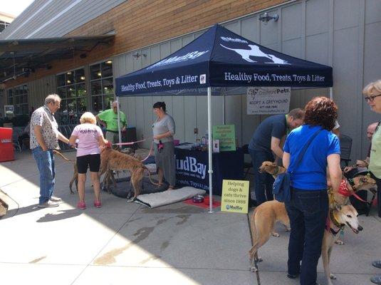 Greyhound Adoption at Mud Bay Lynnwood!