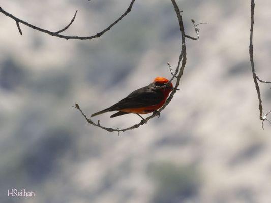 Vermillion Flycatcher