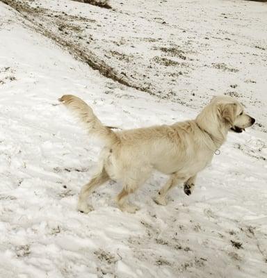 AKC English Cream Golden Retriever Male (Star)