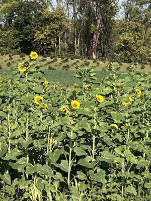 Field of flowers