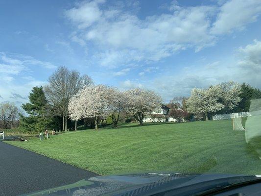 cherry trees in spring after fall trimming by Mead. Note uniform canopies. Nice !