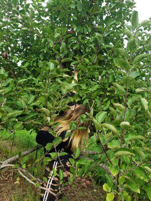 Steere Orchard