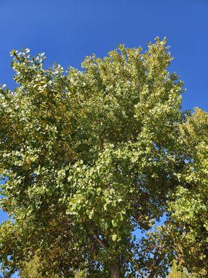 Walnut creek nature park