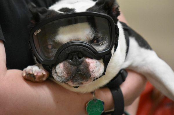 Boston Terrier named Ruttager with his Doggles!