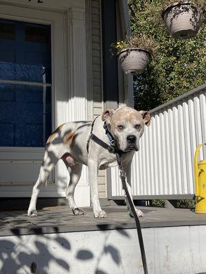 Habi taking a second in the gentle sun before his walk.